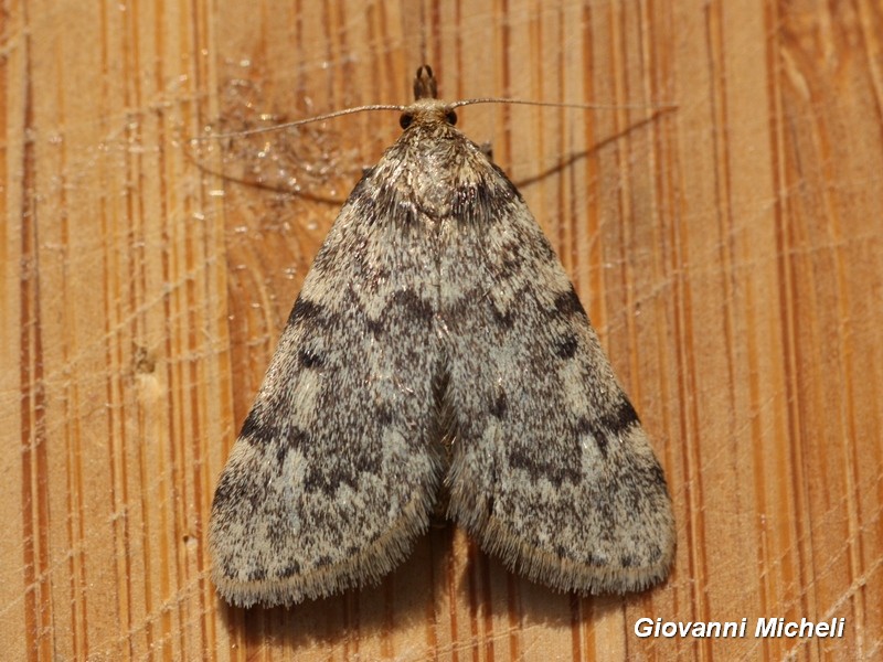 Crambidae (?). No, Pyralidae: Aglossa pinguinalis